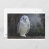 White Owl in de nacht Briefkaart (Voorkant / Achterkant)