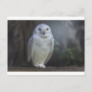 White Owl in de nacht Briefkaart