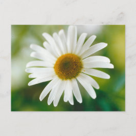 White Oxeye Daisy - Leucanthemum vulgare Briefkaart