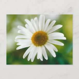 White Oxeye Daisy - Leucanthemum vulgare Briefkaart