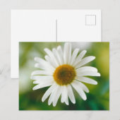 White Oxeye Daisy - Leucanthemum vulgare Briefkaart (Voorkant / Achterkant)