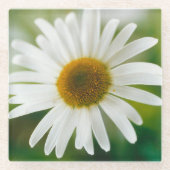 White Oxeye Daisy - Leucanthemum vulgare Glazen Onderzetter (Voorkant)