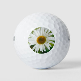 White Oxeye Daisy - Leucanthemum vulgare Golfballen