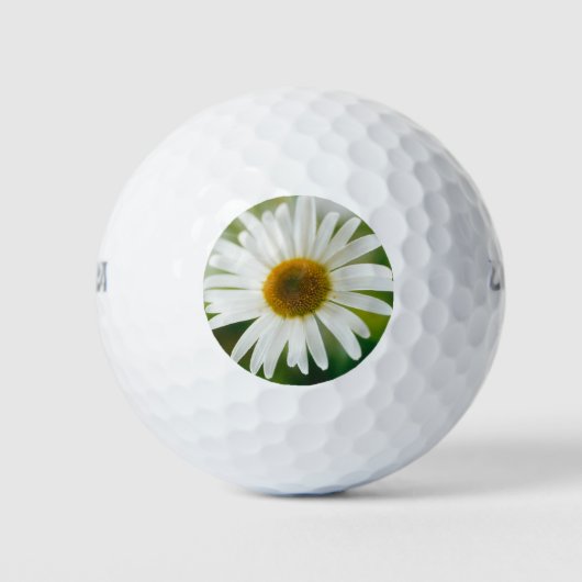 White Oxeye Daisy - Leucanthemum vulgare Golfballen (Voorkant)