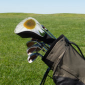 White Oxeye Daisy - Leucanthemum vulgare Golfheadcover (Insitu)