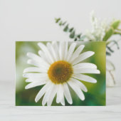 White Oxeye Daisy - Leucanthemum vulgare Kaart (Staand voorkant)