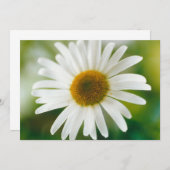 White Oxeye Daisy - Leucanthemum vulgare Kaart (Voorkant / Achterkant)