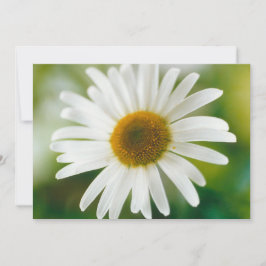 White Oxeye Daisy - Leucanthemum vulgare Kaart