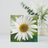 White Oxeye Daisy - Leucanthemum vulgare Kaart (Staand voorkant)