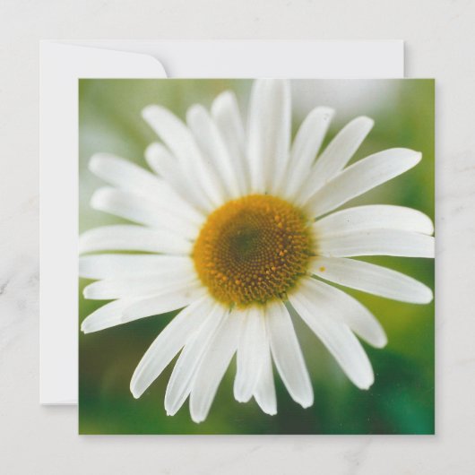 White Oxeye Daisy - Leucanthemum vulgare Kaart (Voorkant)