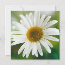 White Oxeye Daisy - Leucanthemum vulgare Kaart