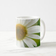 White Oxeye Daisy - Leucanthemum vulgare