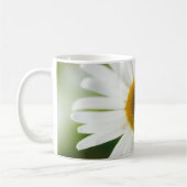 White Oxeye Daisy - Leucanthemum vulgare Koffiemok (Links)