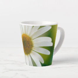 White Oxeye Daisy - Leucanthemum vulgare Latte Mok