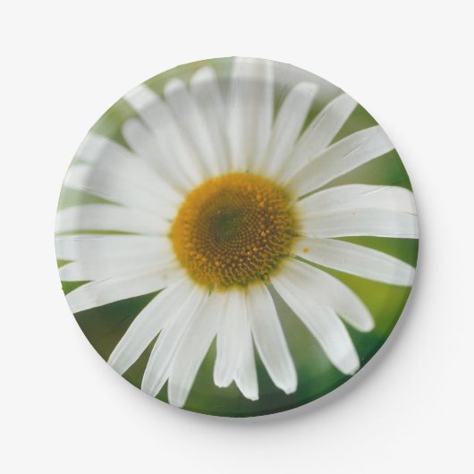 White Oxeye Daisy - Leucanthemum vulgare Papieren Bordje (Voorkant)
