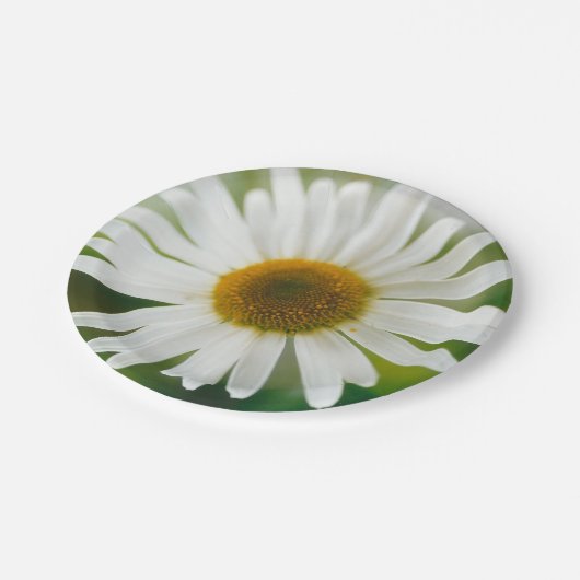 White Oxeye Daisy - Leucanthemum vulgare Papieren Bordje (Gekanteld)