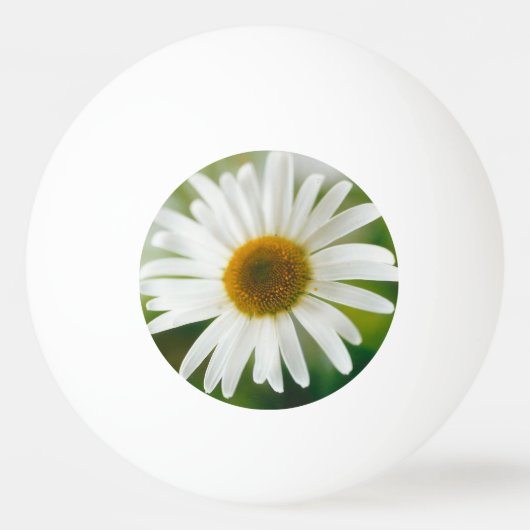 White Oxeye Daisy - Leucanthemum vulgare Pingpongbal (Voorkant)