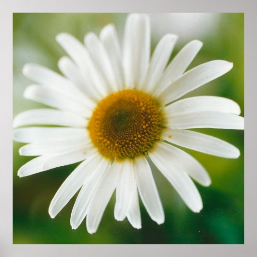 White Oxeye Daisy - Leucanthemum vulgare Poster (Voorkant)