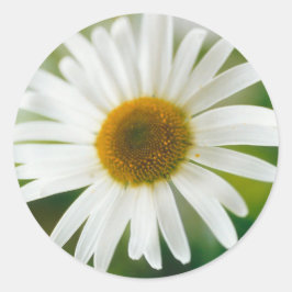 White Oxeye Daisy - Leucanthemum vulgare Ronde Sticker
