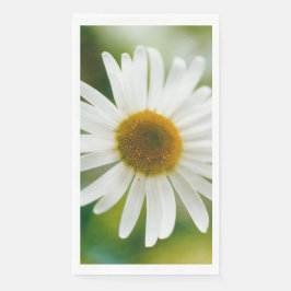 White Oxeye Daisy - Leucanthemum vulgare Servet