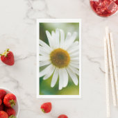 White Oxeye Daisy - Leucanthemum vulgare Servet (Insitu)