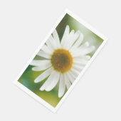 White Oxeye Daisy - Leucanthemum vulgare Servet (Hoek)