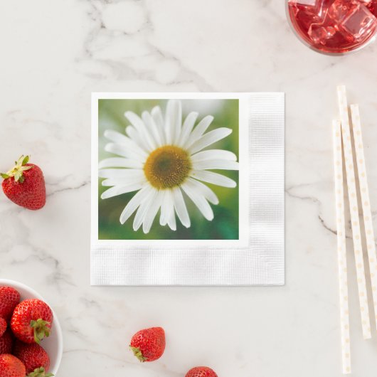 White Oxeye Daisy - Leucanthemum vulgare Servet (Insitu)