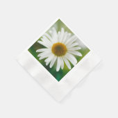 White Oxeye Daisy - Leucanthemum vulgare Servet (Hoek)