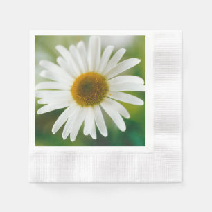 White Oxeye Daisy - Leucanthemum vulgare Servet