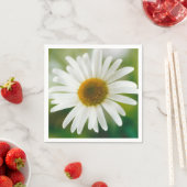 White Oxeye Daisy - Leucanthemum vulgare Servet (Insitu)