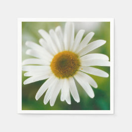 White Oxeye Daisy - Leucanthemum vulgare Servet