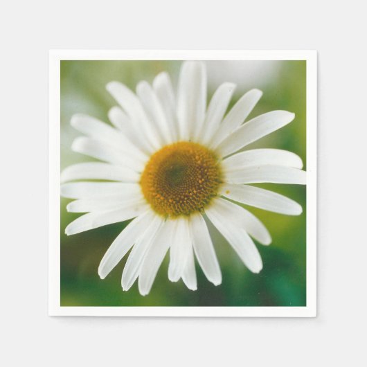 White Oxeye Daisy - Leucanthemum vulgare Servet (Voorkant)
