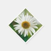 White Oxeye Daisy - Leucanthemum vulgare Servet (Hoek)