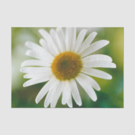 White Oxeye Daisy - Leucanthemum vulgare Tissuepapier