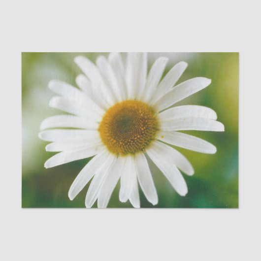 White Oxeye Daisy - Leucanthemum vulgare Tissuepapier (Voorkant)