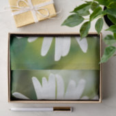 White Oxeye Daisy - Leucanthemum vulgare Tissuepapier (Geschenk)