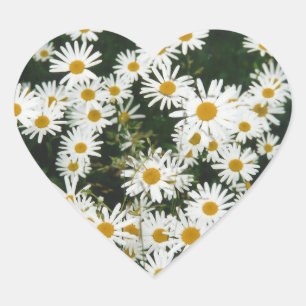 White Oxeye Daisy Meadow Hart Sticker