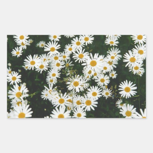 White Oxeye Daisy Meadow Rechthoekige Sticker (Voorkant)