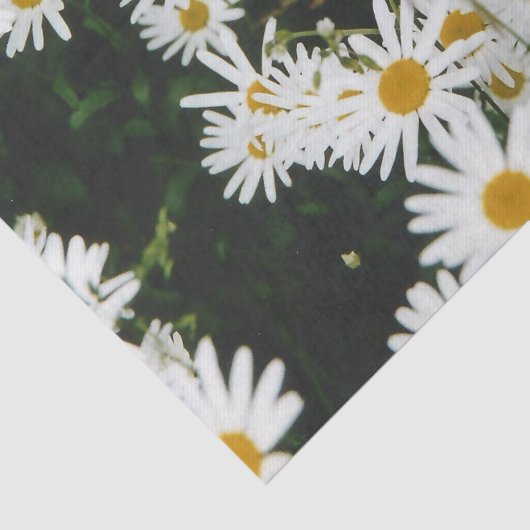 White Oxeye Daisy Meadow Tissuepapier (Detail)