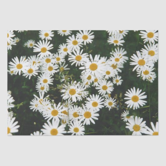 White Oxeye Daisy Meadow Tissuepapier (Voorkant)