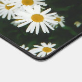 White Oxeye Daisy, Moon Daisy Meadow Bureaumat (Hoek)