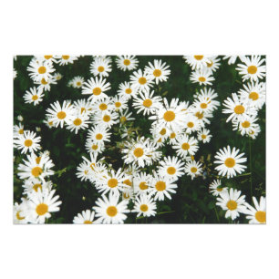 White Oxeye Daisy, Moon Daisy Meadow Foto Afdruk