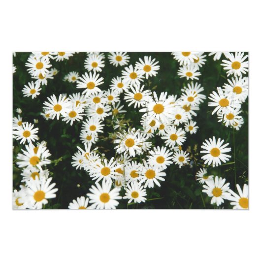 White Oxeye Daisy, Moon Daisy Meadow Foto Afdruk (Voorkant)