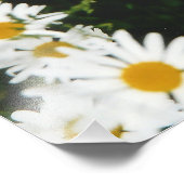 White Oxeye Daisy, Moon Daisy Meadow Foto Afdruk (Hoek)