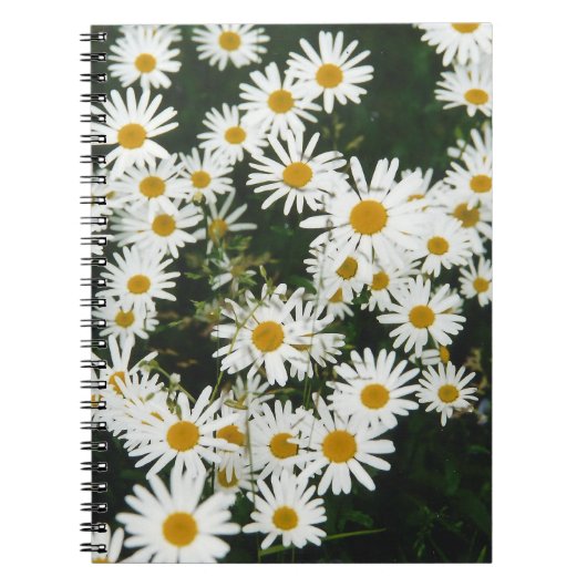 White Oxeye Daisy, Moon Daisy Meadow Notitieboek (Voorkant)