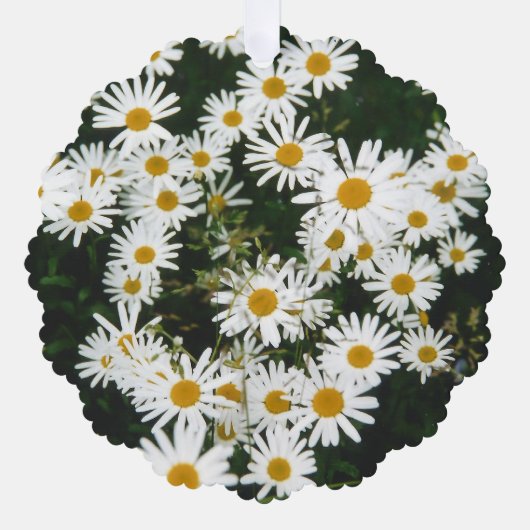 White Oxeye Daisy, Moon Daisy Meadow Ornament Kaart (Voorkant)