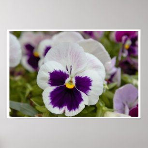 White Paars Pansy Photo Poster