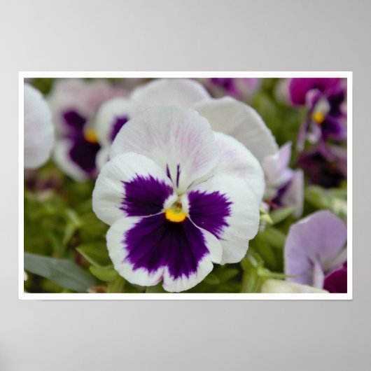 White Paars Pansy Photo Poster (Voorkant)