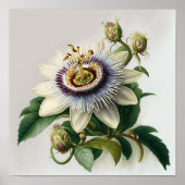 White Passion Flower Art Print Poster (Voorkant)