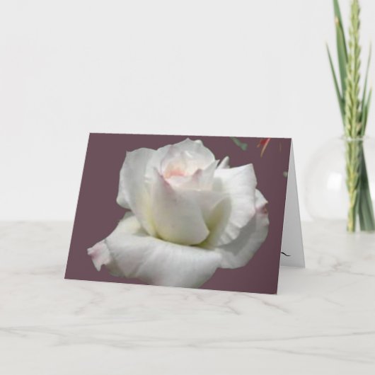White Passion Roos Wenskaart Kaart (Voorkant)